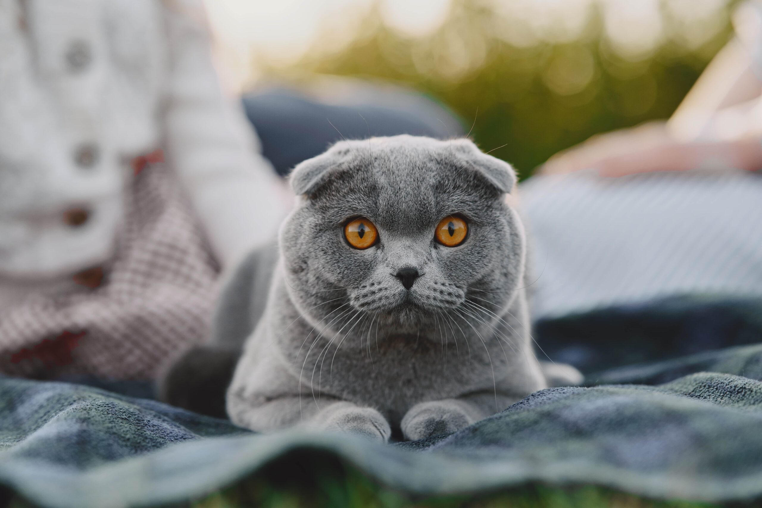 grey cat names