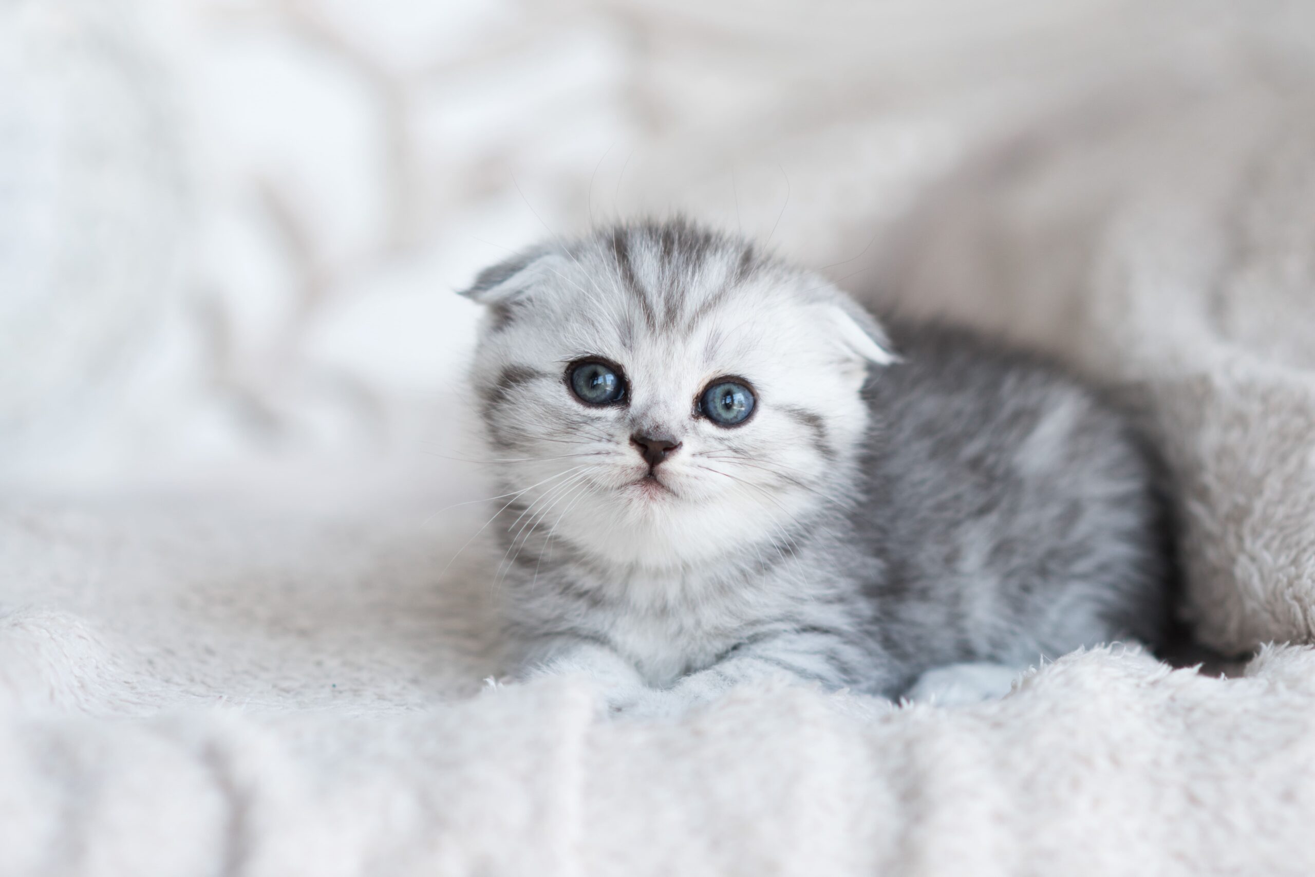 cute cat names