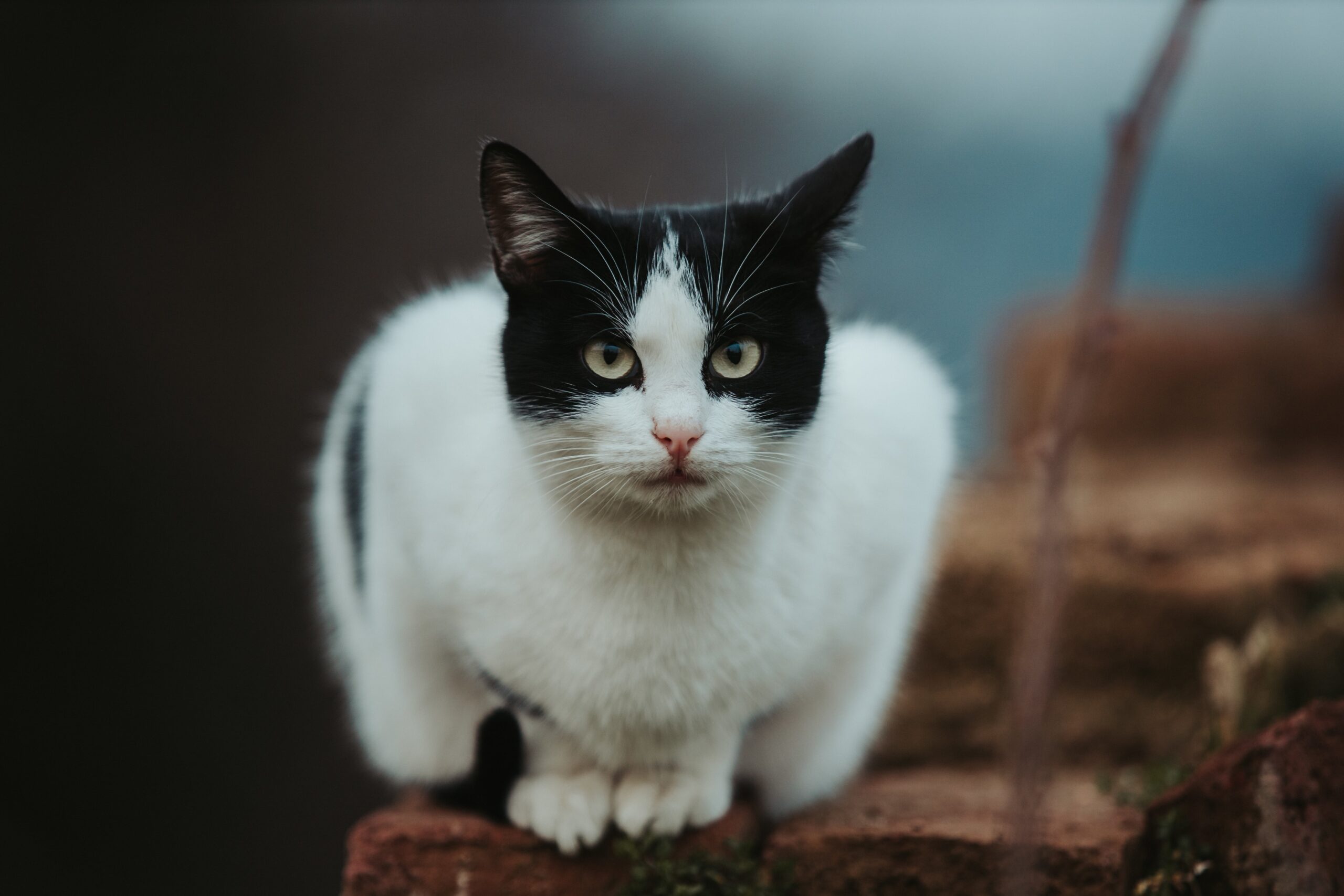 Black and White Cat Names